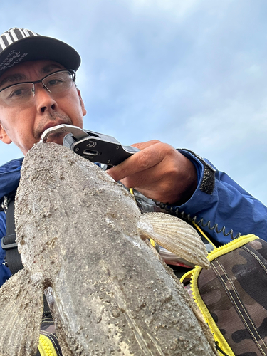 マゴチの釣果