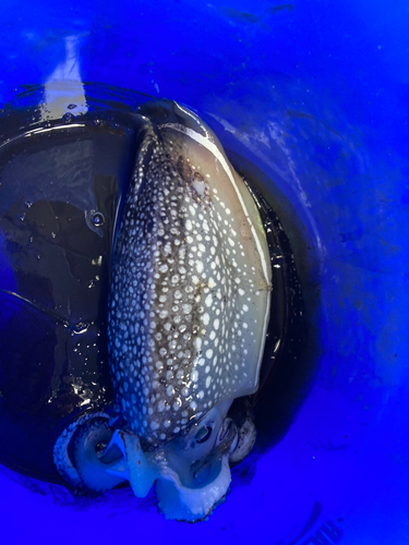 シリヤケイカの釣果