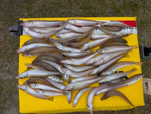 キスの釣果