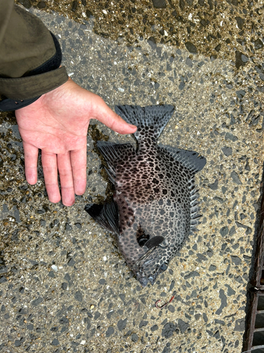 イシガキダイの釣果