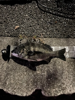 クロダイの釣果