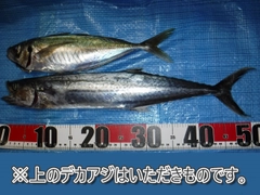 サゴシの釣果