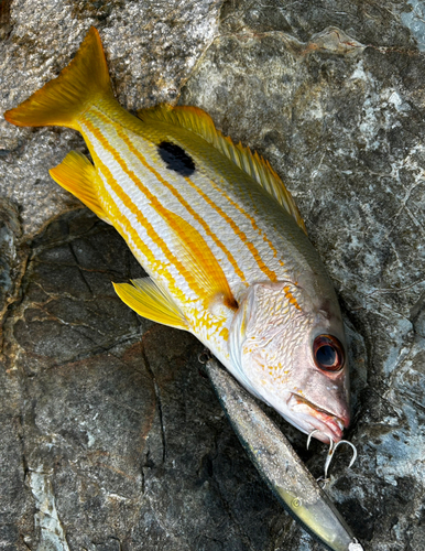 ヤマトビーの釣果