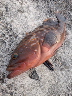 キジハタの釣果