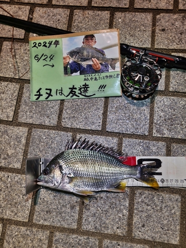 キビレの釣果