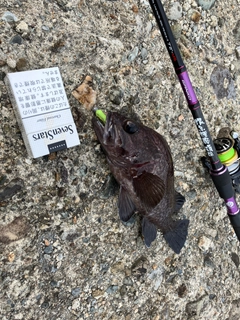 マゾイの釣果