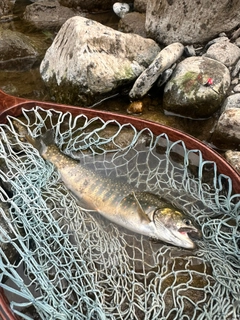 オショロコマの釣果