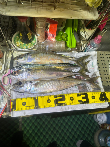 サバの釣果