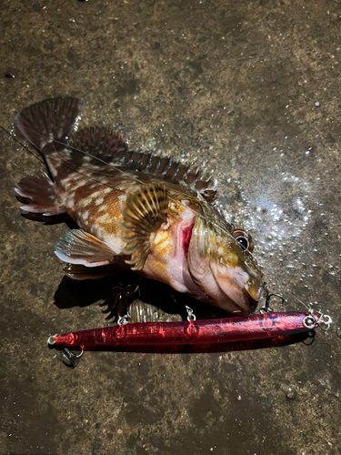 ガシラの釣果