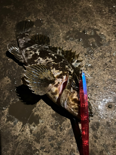 タケノコメバルの釣果