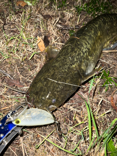 マナマズの釣果