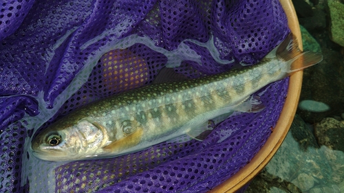 イワナの釣果