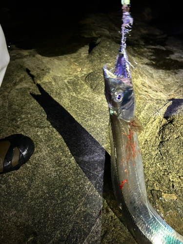 タチウオの釣果