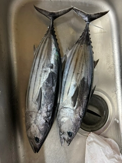 カツオの釣果