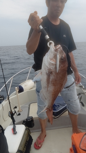 マダイの釣果