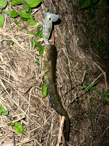 ニホンナマズの釣果