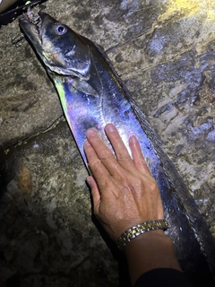 タチウオの釣果