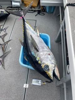 メバチマグロの釣果