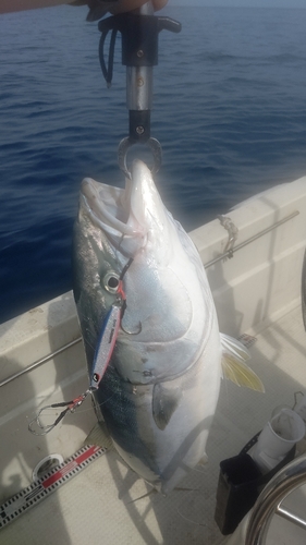 ブリの釣果