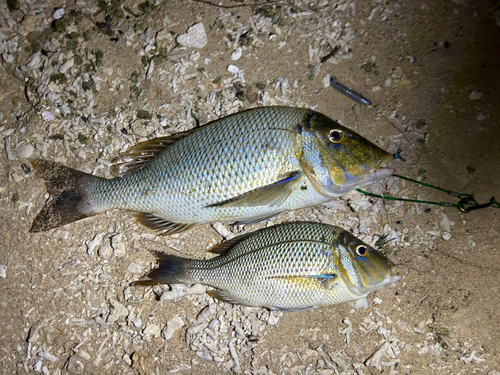 タマンの釣果