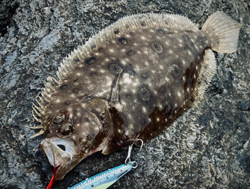 ソゲの釣果