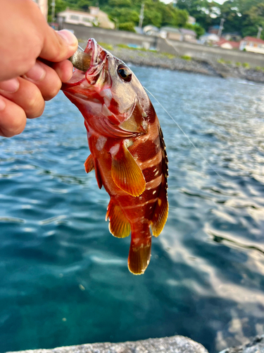 アカハタの釣果