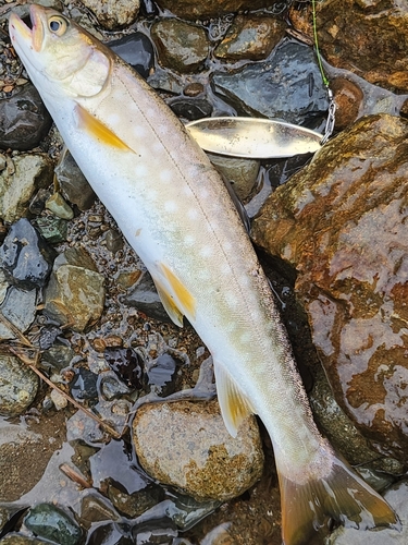 アメマスの釣果