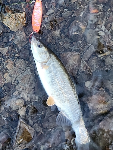 エゾウグイの釣果