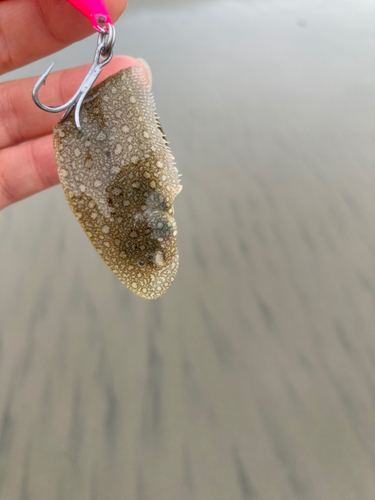 シタビラメの釣果