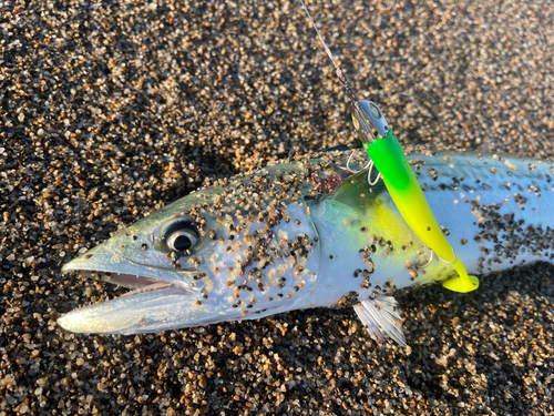 サゴシの釣果