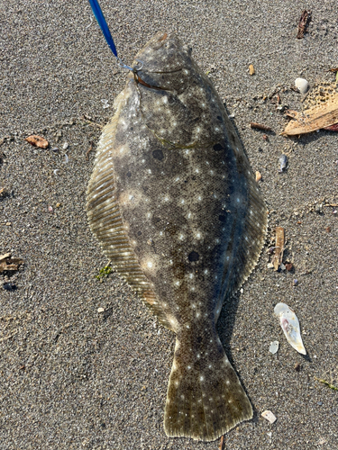 ソゲの釣果