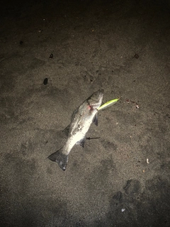 セイゴ（マルスズキ）の釣果