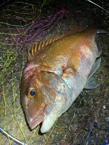 タイの釣果