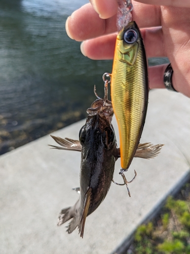 シロメバルの釣果