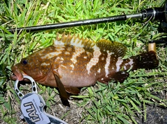 アコウの釣果