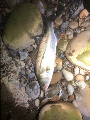 セイゴ（マルスズキ）の釣果