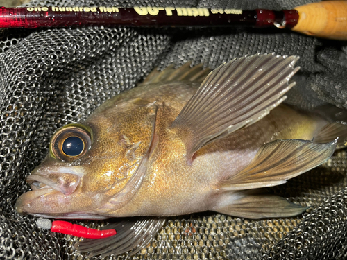 シロメバルの釣果