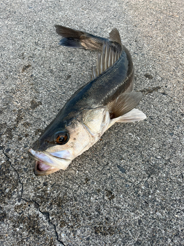 スズキの釣果