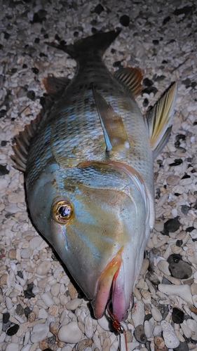 タマンの釣果