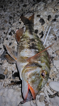 イソフエフキの釣果