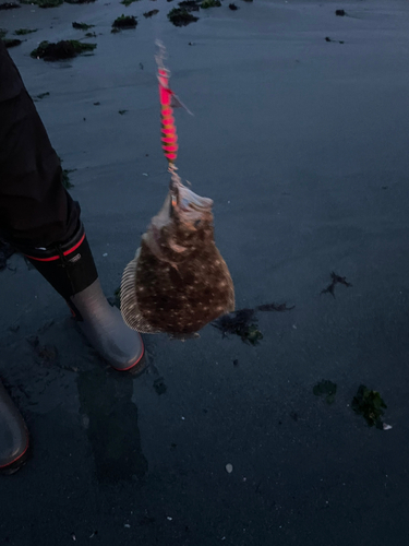 ヒラメの釣果