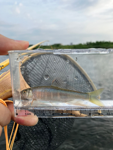 オイカワの釣果