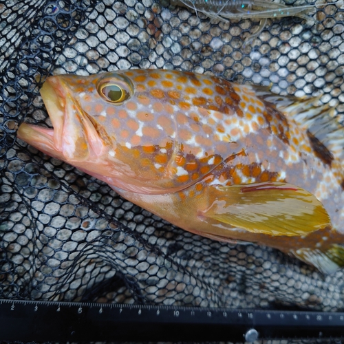 キジハタの釣果