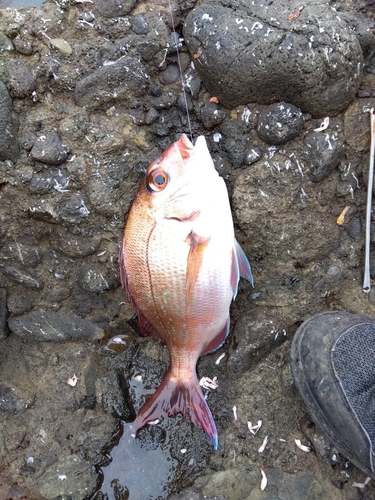 マダイの釣果