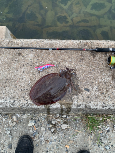 モンゴウイカの釣果