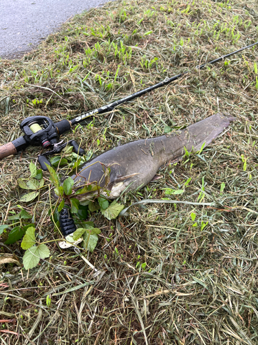 ナマズの釣果