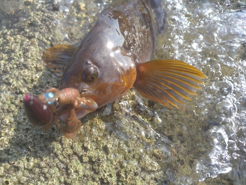 アイナメの釣果