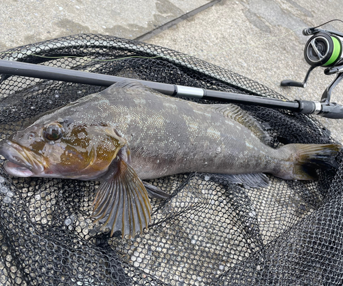 アイナメの釣果