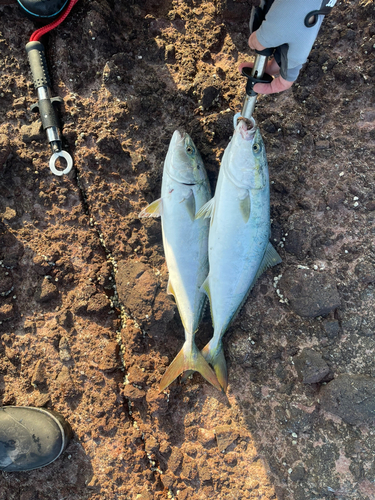 イナダの釣果