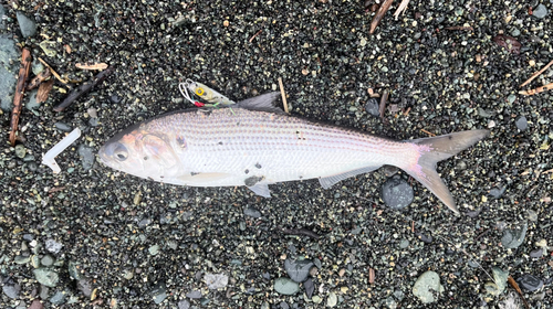 コノシロの釣果